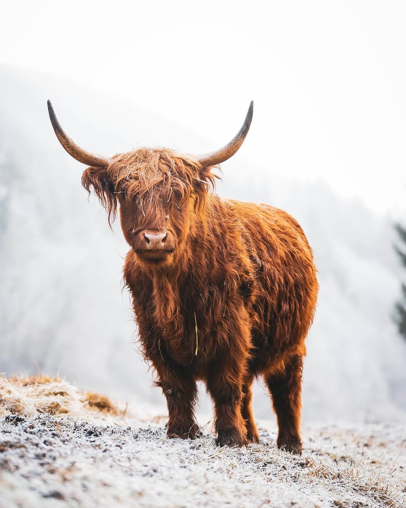 Scottish Highlands